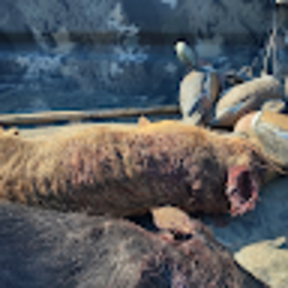 Meet your Posher, Carter - Picture 1 of 1